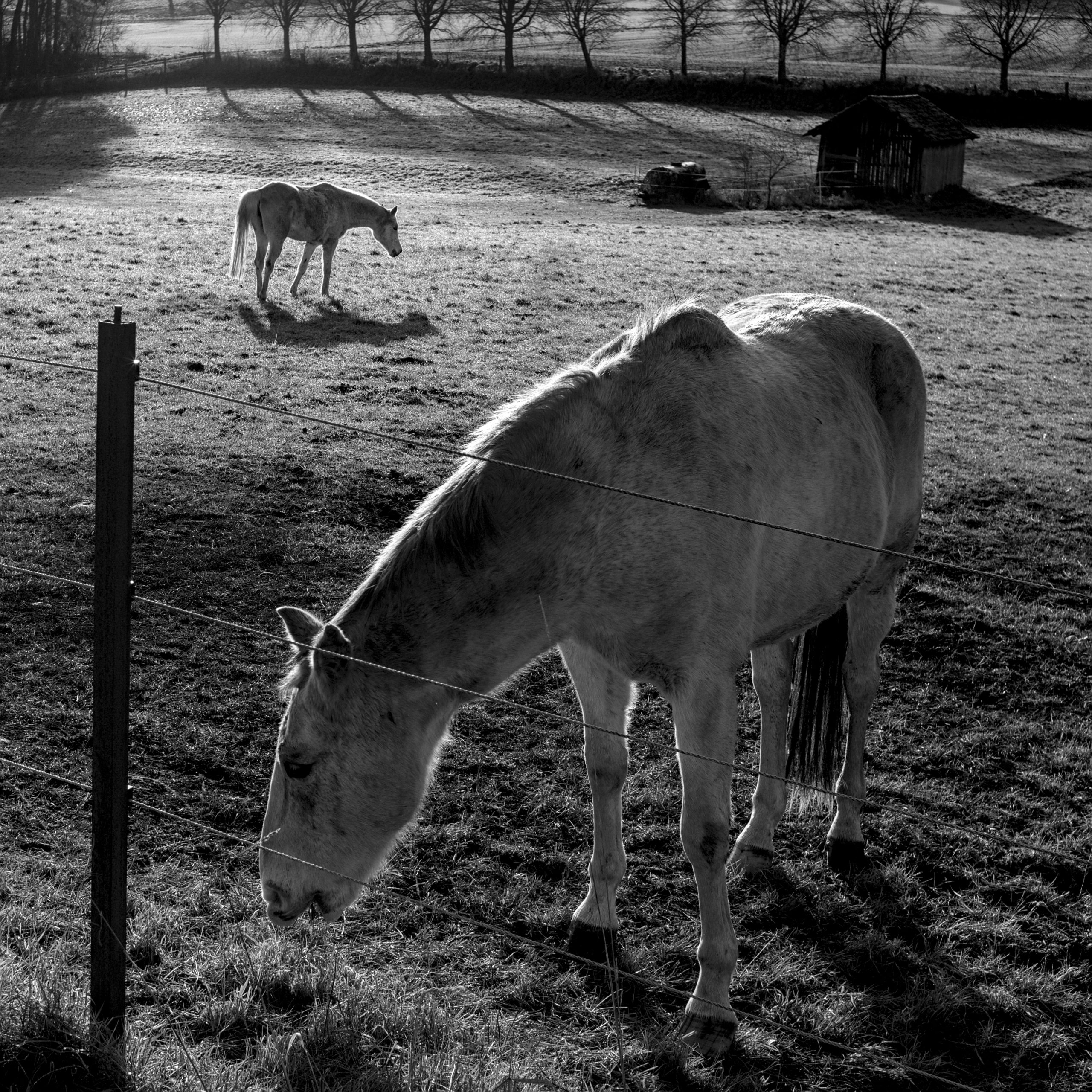 Pferde im Winter
