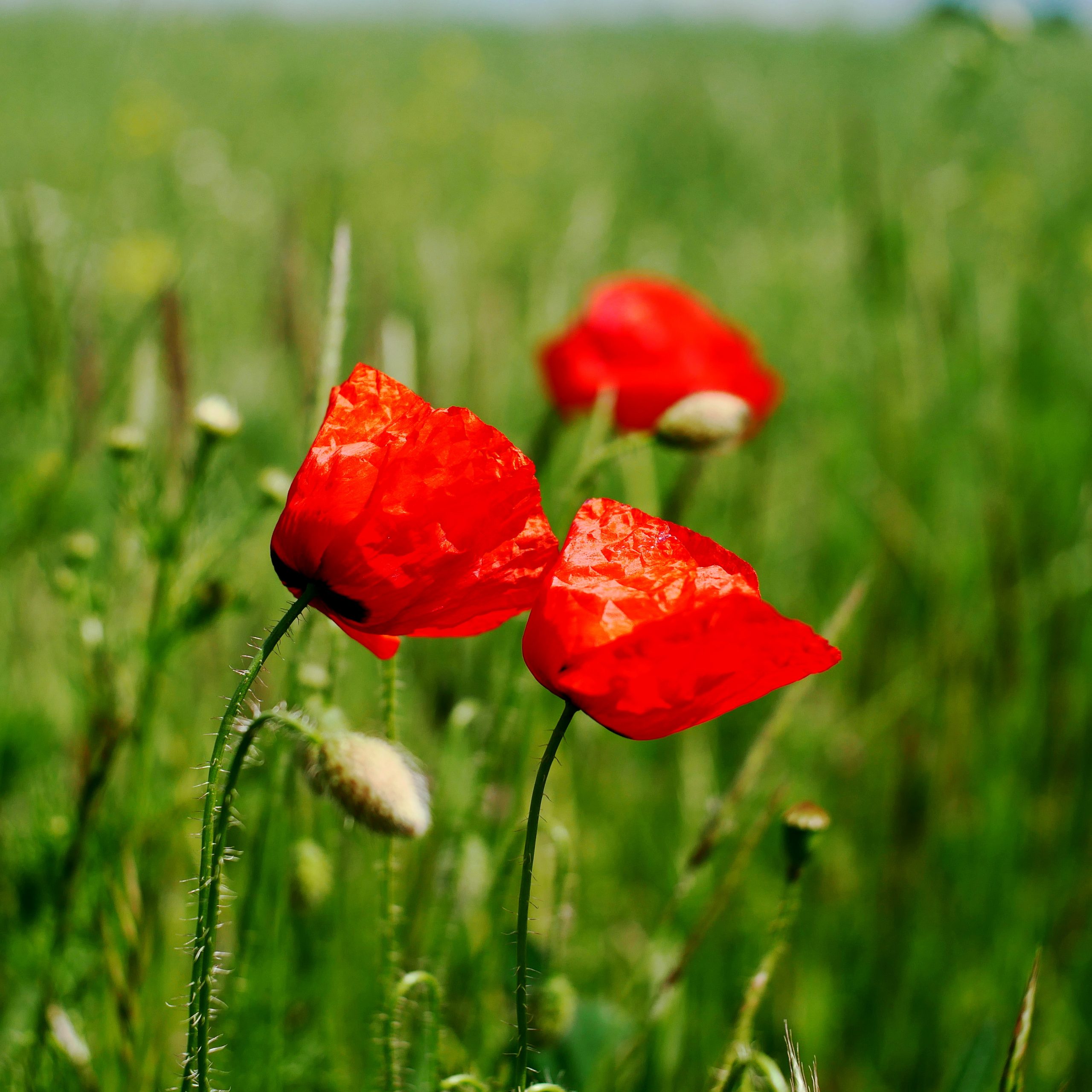 Mohnblumen